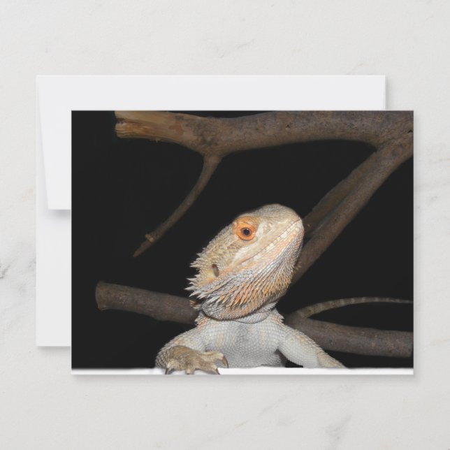 Dragón con barba 2 (Anverso)