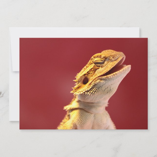 Dragón con barba de carcajadas (Anverso)