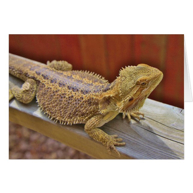 Dragón con barba en reposo 2 (Anverso (Horizontal))