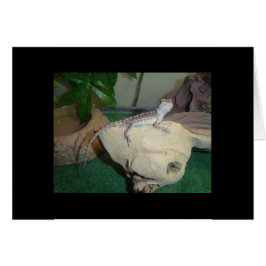 Dragón con barba para bebé