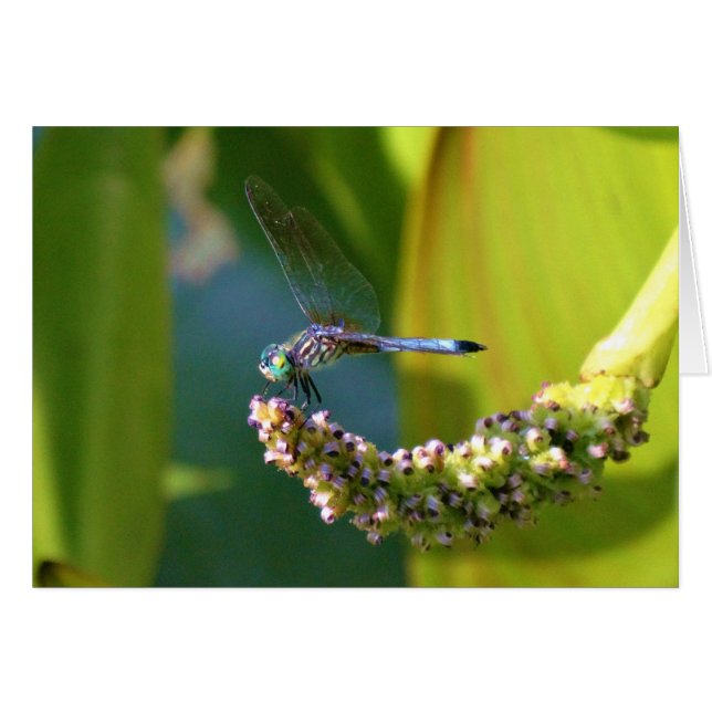 Dragón de ojos verde azulados (Anverso (Horizontal))