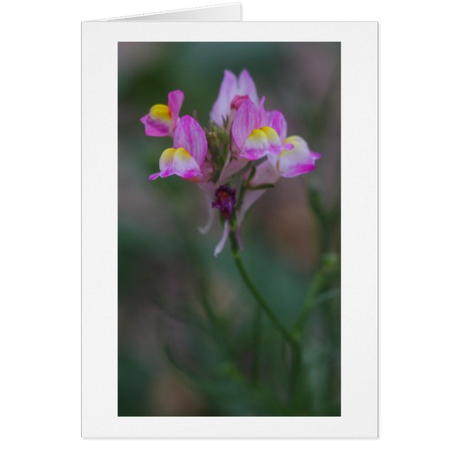 dragones rosados (Frente)