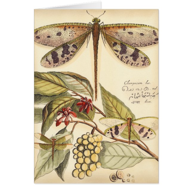 Dragonflies con hojas y fruta (Frente)