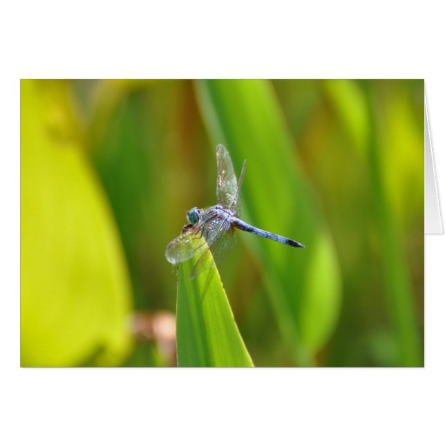 Dragonfly (Anverso (Horizontal))