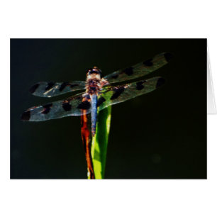 Dragonfly azul y negro sobre hierba verde y roja