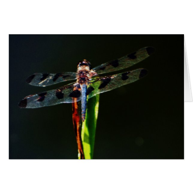 Dragonfly azul y negro sobre hierba verde y roja (Anverso (Horizontal))