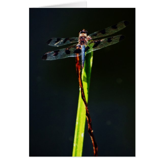 Dragonfly azul y negro sobre hierba verde y roja (Frente)