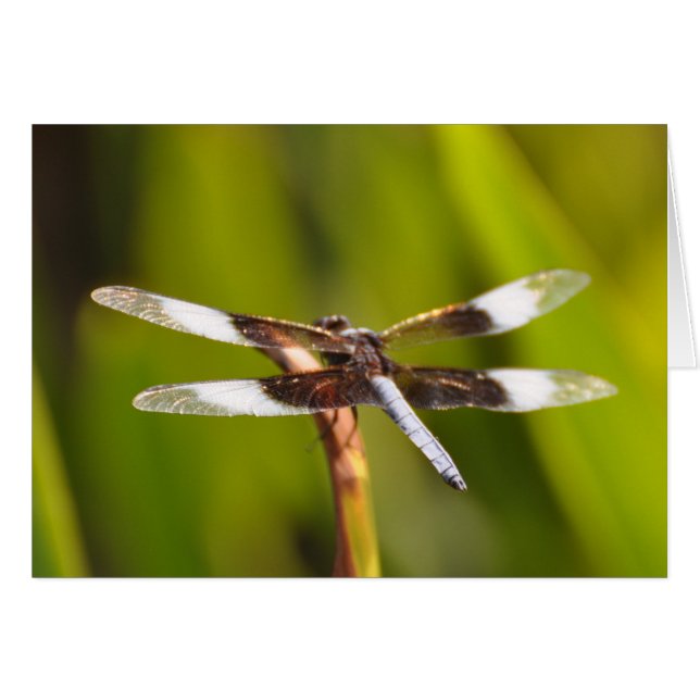 Dragonfly con Sparkly WIngs (Anverso (Horizontal))