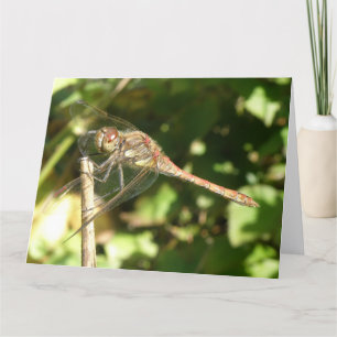 Dragonfly con una tarjeta de saludo de peluca