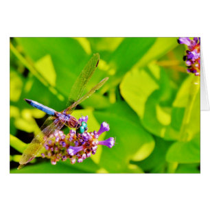 Dragonfly de color arcoiris sobre una flor rosa mo
