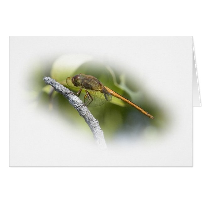 Dragonfly Delicado (Anverso (Horizontal))