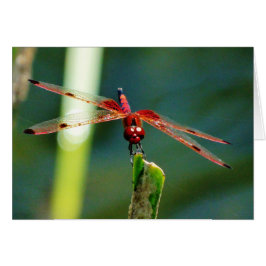 Dragonfly Frontal Rojo y Negro
