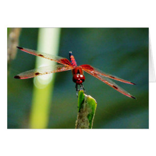 Dragonfly Frontal Rojo y Negro