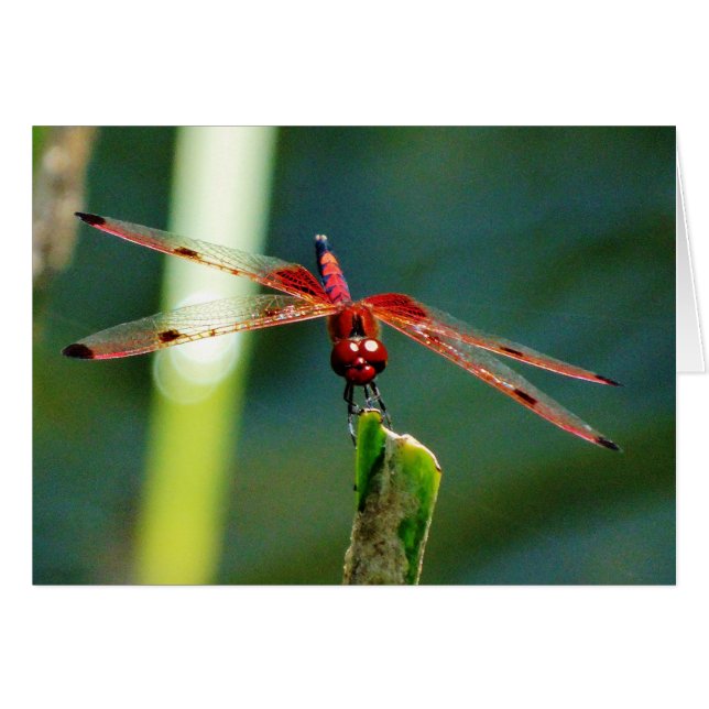 Dragonfly Frontal Rojo y Negro (Anverso (Horizontal))