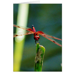 Dragonfly Frontal Rojo y Negro