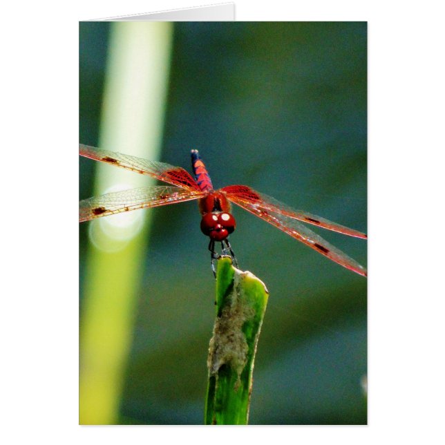 Dragonfly Frontal Rojo y Negro (Frente)