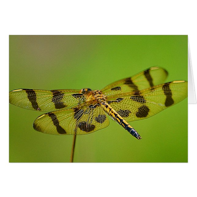 Dragonfly Notecard (Anverso (Horizontal))