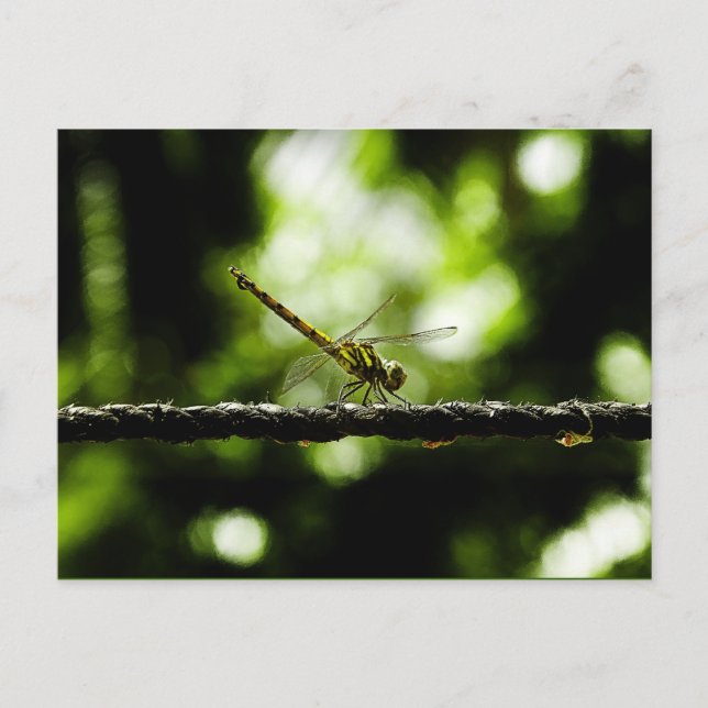 Dragonfly - postales (Anverso)