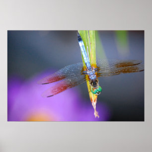 Dragonfly - poster / impresión