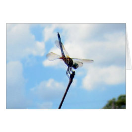 Dragonfly ~ Prepararse para el despegue