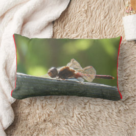 Dragonfly rojo en la almohada del sol