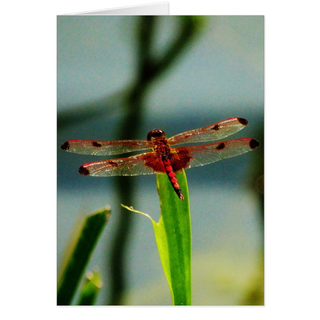 Dragonfly rojo y negro visto (Frente)