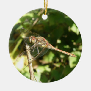 Dragonfly sobre un ornamento de peluca