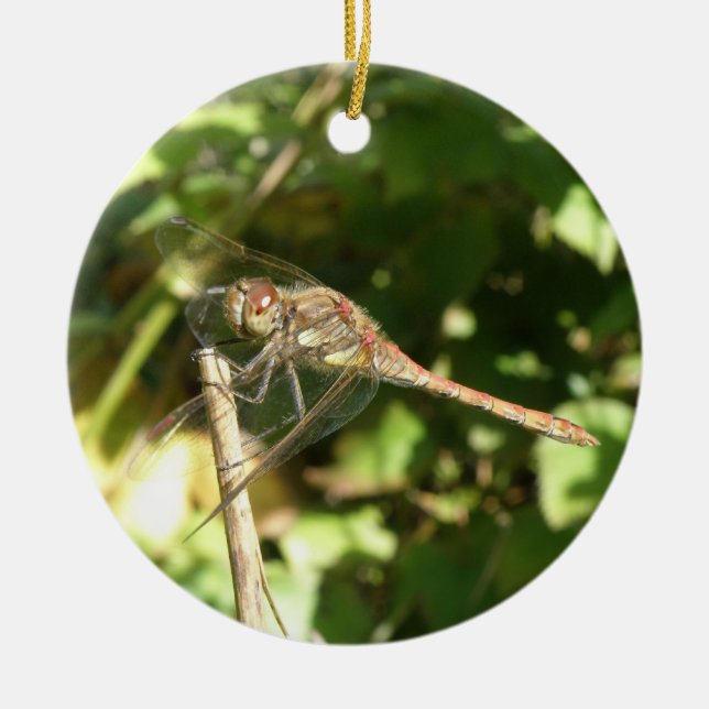 Dragonfly sobre un ornamento de peluca (Frente)