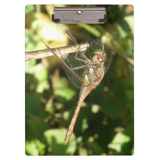 Dragonfly sobre un portapapeles de Twig (Anverso)