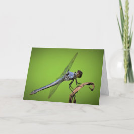 Dragonfly, tarjeta