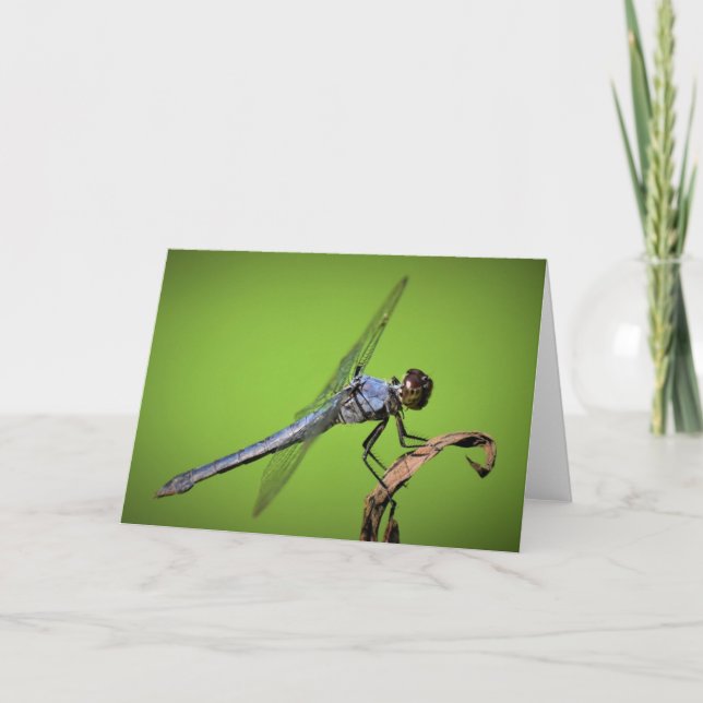 Dragonfly, tarjeta (Anverso)