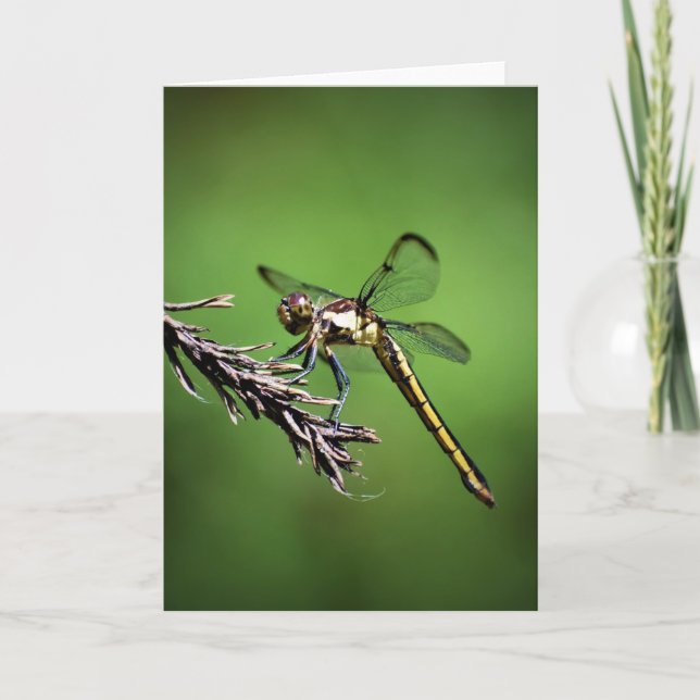 Dragonfly, tarjeta (Anverso)