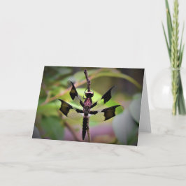 Dragonfly, tarjeta
