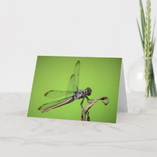 Dragonfly, tarjeta