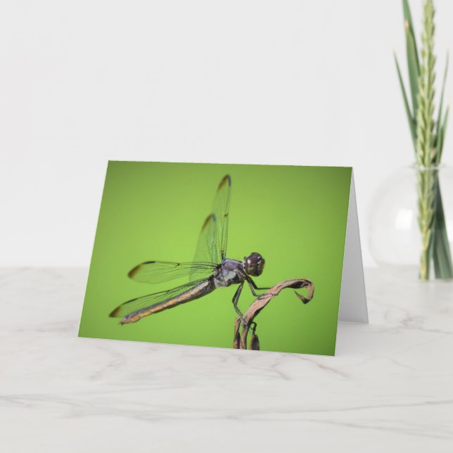 Dragonfly, tarjeta (Anverso)