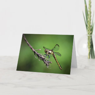 Dragonfly, tarjeta