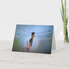Dragonfly, tarjeta