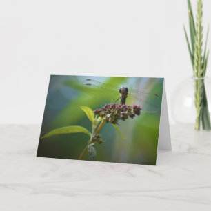 Dragonfly, tarjeta