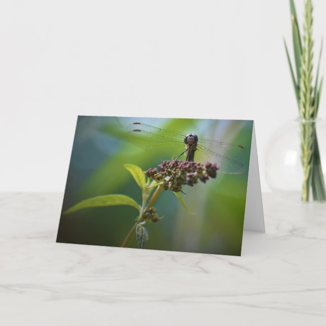 Dragonfly, tarjeta (Anverso)