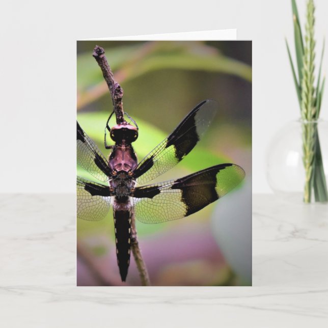 Dragonfly, tarjeta (Anverso)