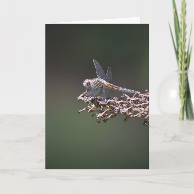 Dragonfly, tarjeta (Anverso)