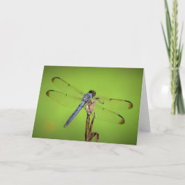 Dragonfly, tarjeta