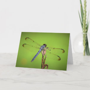 Dragonfly, tarjeta