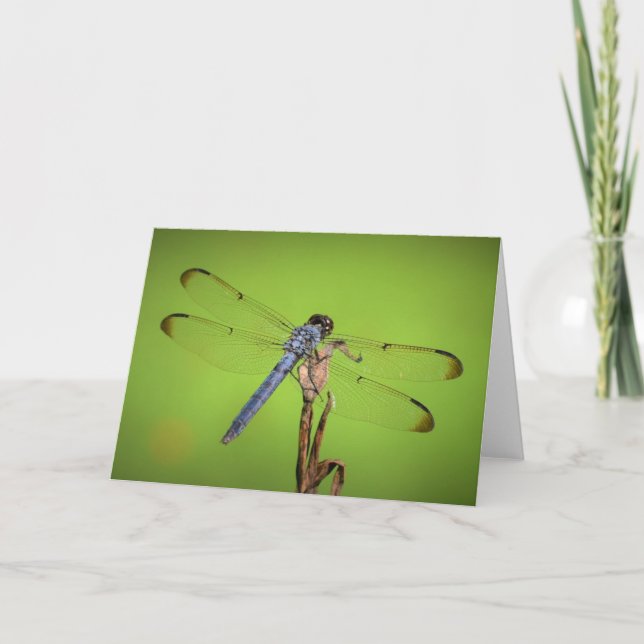 Dragonfly, tarjeta (Anverso)