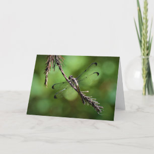 Dragonfly, tarjeta
