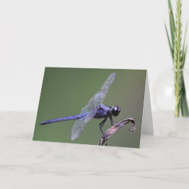 Dragonfly, tarjeta