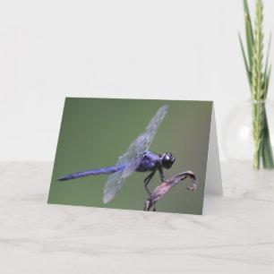Dragonfly, tarjeta