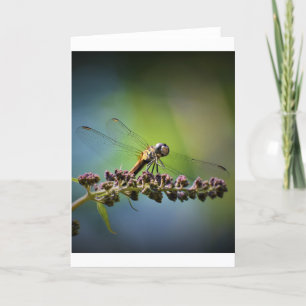 Dragonfly, tarjeta