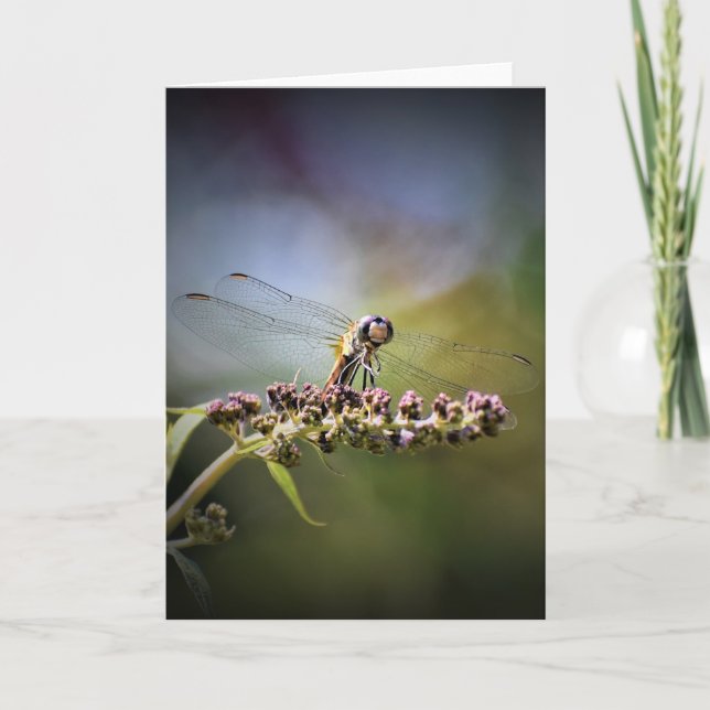 Dragonfly, tarjeta (Anverso)