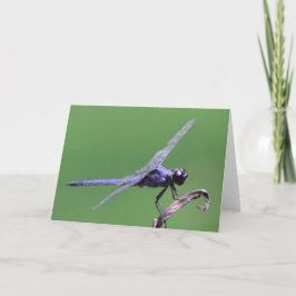 Dragonfly, tarjeta